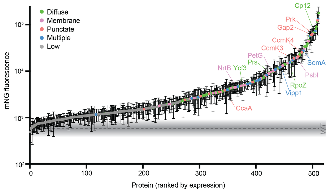 CyanoTag expression data