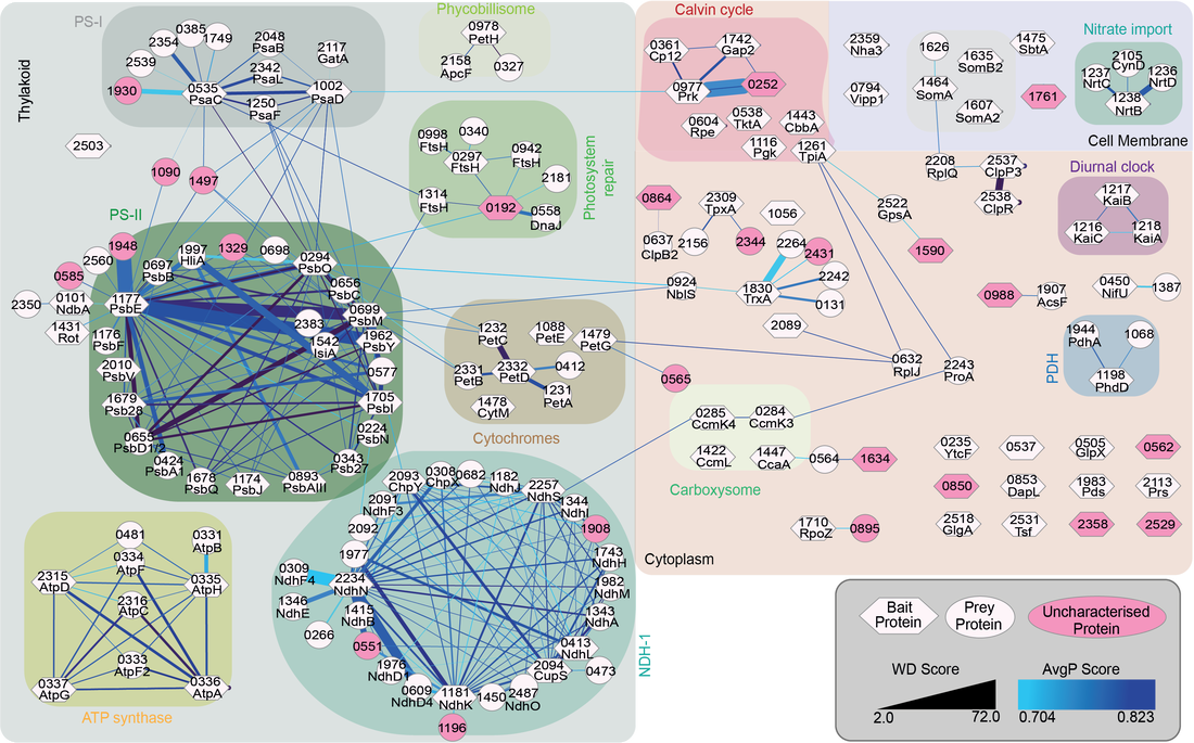 CyanoTag interactome