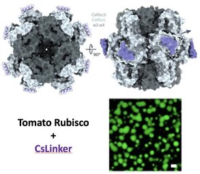 A promiscuous mechanism to phase separate eukaryotic carbon fixation in the green lineage