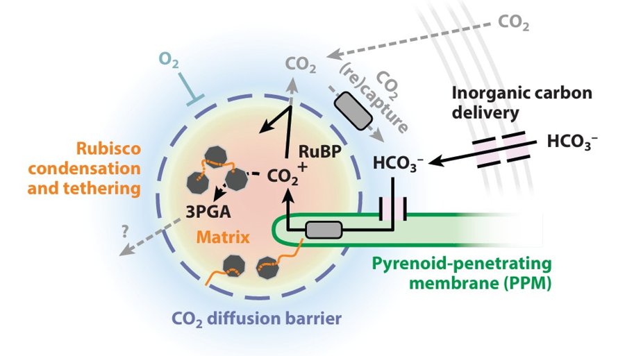 Pyrenoid Structure, Function, Evolution, and Characterization Across Diverse Lineages