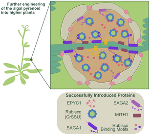 From algae to plants: understanding pyrenoid-based CO₂-concentrating mechanisms