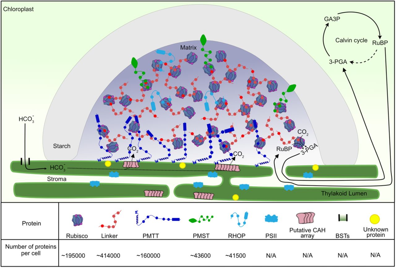 Molecular organization of the Chlorella sorokiniana pyrenoid