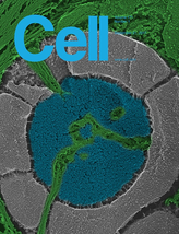 The Eukaryotic CO₂-Concentrating Organelle is Liquid-Like and Exhibits Dynamic Reorganization