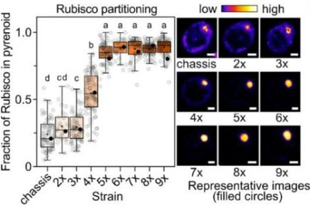 Sticker number modulates pyrenoid condensate assembly to support algal fitness