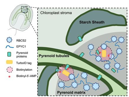 A phase-separated CO₂-fixing pyrenoid proteome determined by TurboID in Chlamydomonas reinhardtii