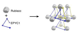 A repeat protein links Rubisco to form the eukaryotic carbon concentrating organelle