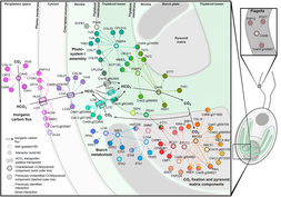 A spatial interactome reveals the protein organization of the algal CO₂ concentrating mechanism