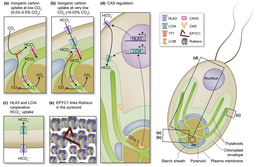 The Chlamydomonas CO₂-concentrating mechanism and its potential for engineering photosynthesis in plants