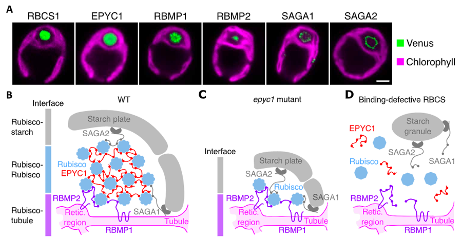 Assembly of the Algal CO₂-Fixing Organelle, the Pyrenoid, Is Guided by a Rubisco-Binding Motif