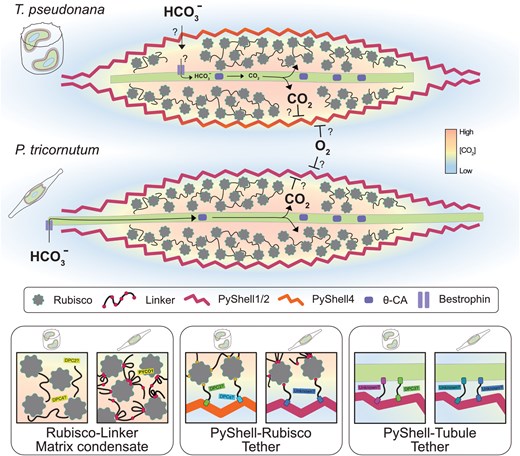 From seawater to pyrenoid: the molecular architecture of the diatom CO₂-concentrating mechanism