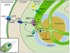 Thylakoid localized bestrophin-like proteins are essential for the CO₂ concentrating mechanism of Chlamydomonas reinhardtii