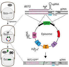 Endogenous GFP tagging in the diatom Thalassiosira pseudonana