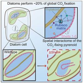 A Protein Blueprint of the Diatom CO₂-Fixing Organelle