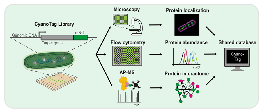 CyanoTag: Discovery of protein function facilitated by high-throughput endogenous tagging in a photosynthetic prokaryote