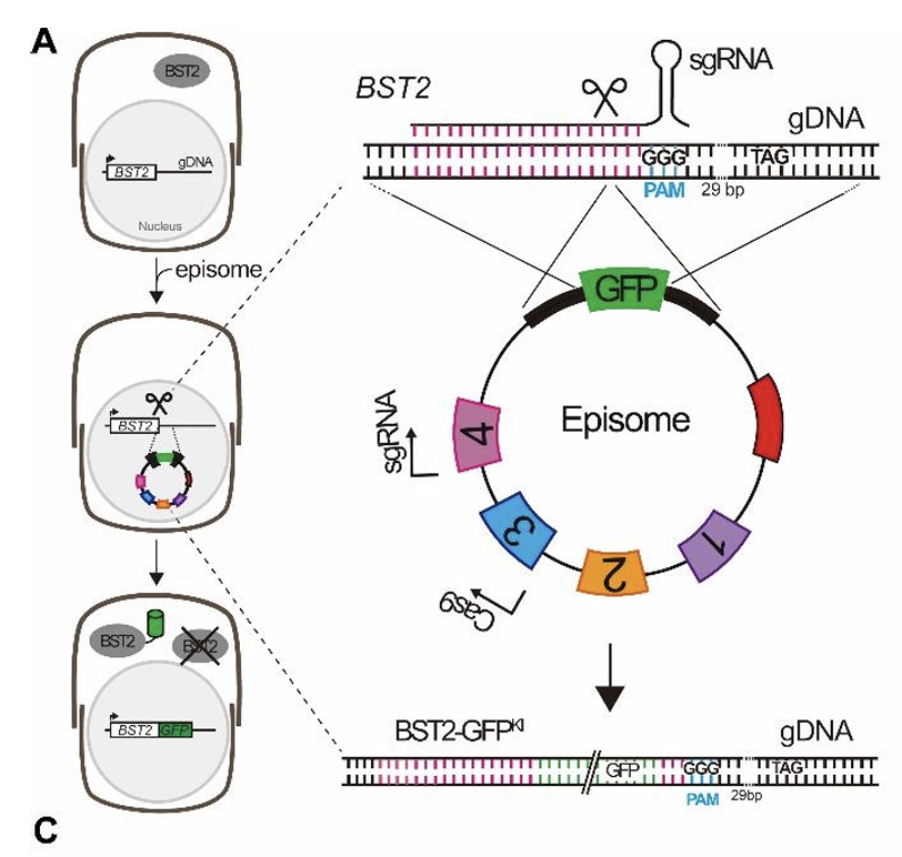 A versatile tool for gene editing in the diatom Thalassiosira pseudonana