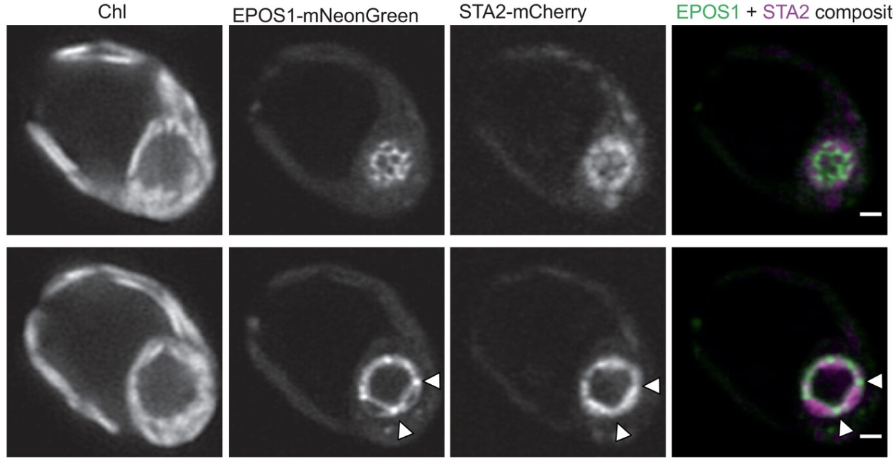 EPOS1 is required for normal pyrenoid starch sheath formation and efficiency of the CO₂‐concentrating mechanism in Chlamydomonas reinhardtii