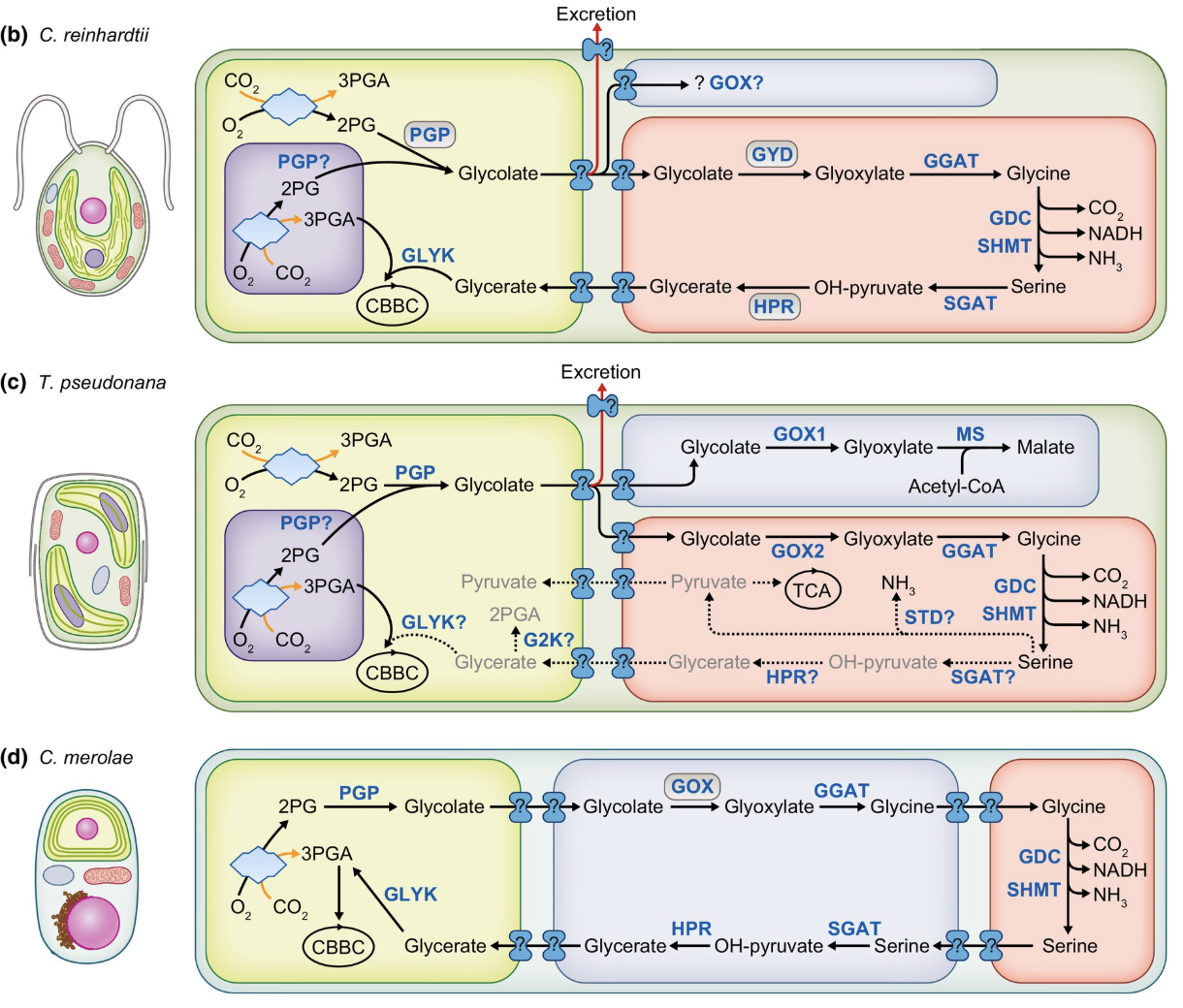 The mosaic of aquatic photorespiration: evolution, diversity, and global biogeochemical impacts