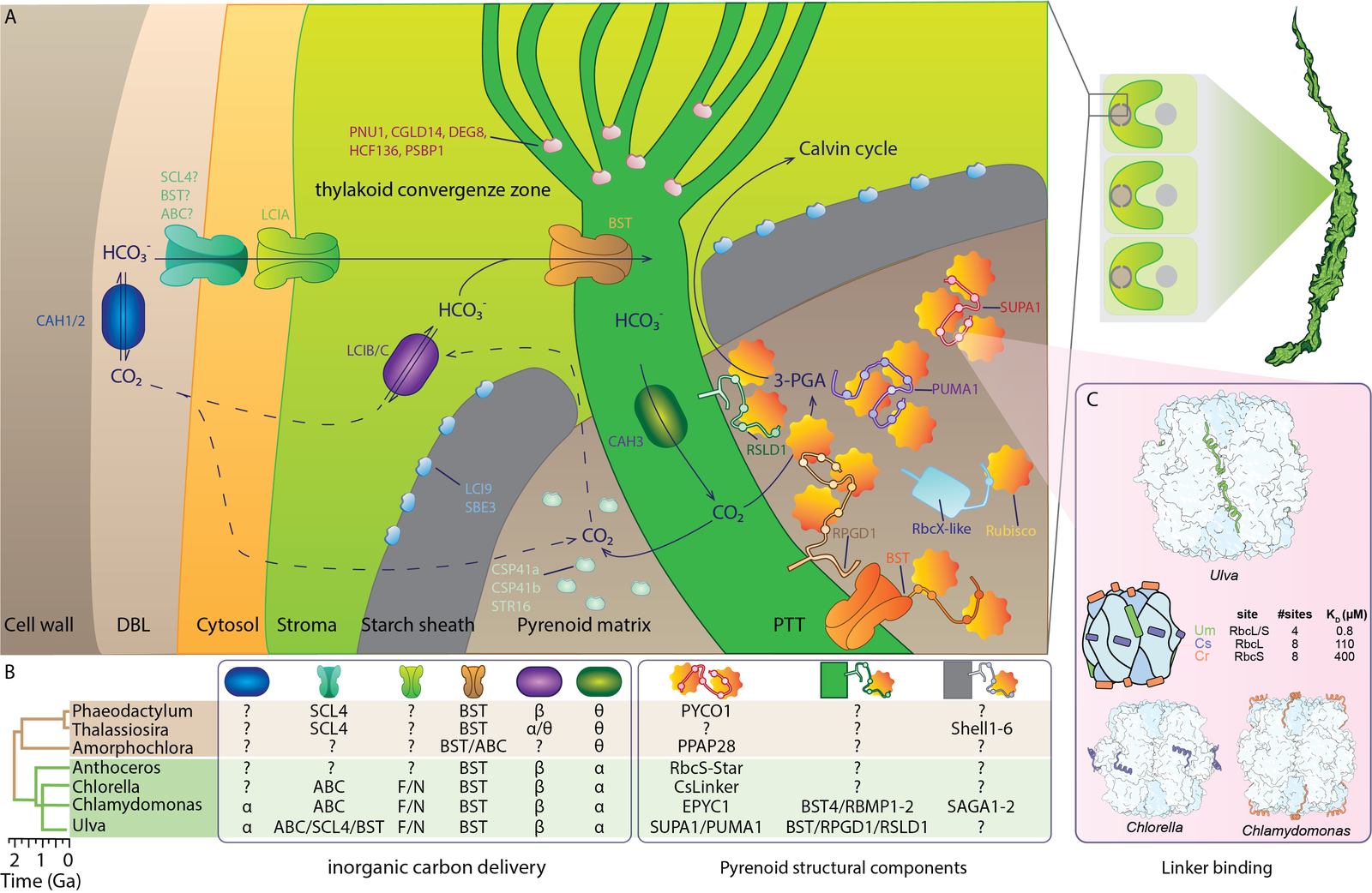 A spatial atlas of the seaweed CO₂-fixation machinery reveals a unique Rubisco condensation mechanism