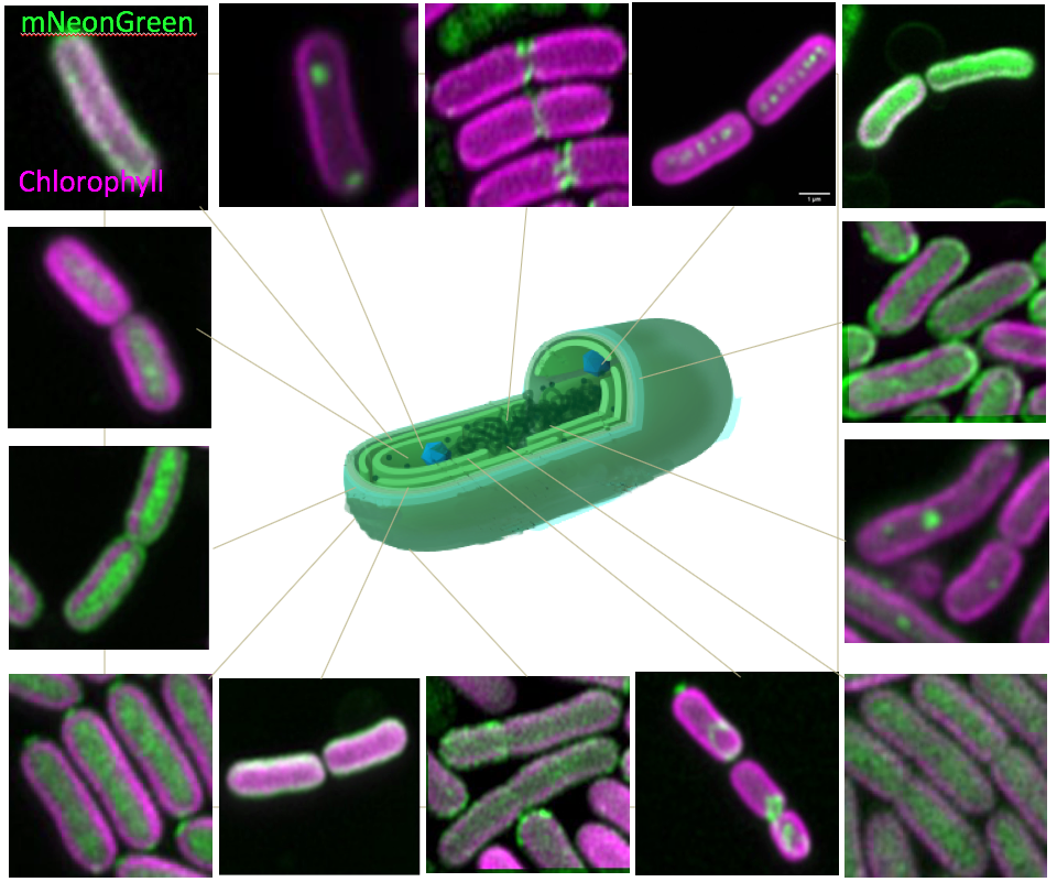 Cyanobacterial proteins fluorescently tagged with mNeonGreen