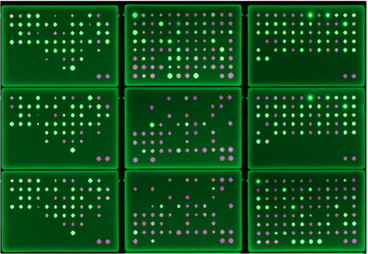 Robotically propagated colonies of Chlamydomonas